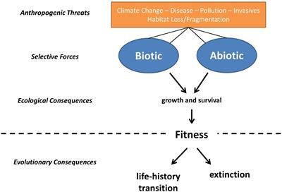 Frontiers | Early Development Drives Variation in Amphibian